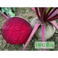 Red tropical vegetable  radish beetroot seeds